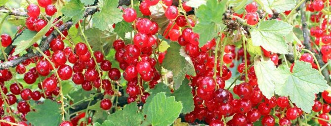 Обрезка и формирование кустов красной смородины