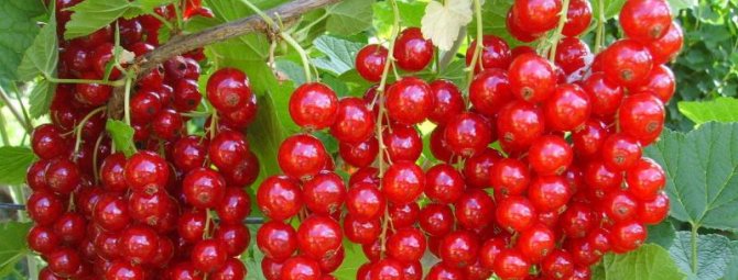 Правила посадки и пересадки куста красной смородины