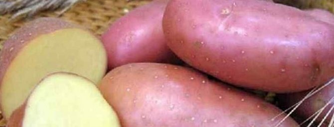 7 супер ранних и вкусных сортов картофеля, которые стоит посадить в 2020 году