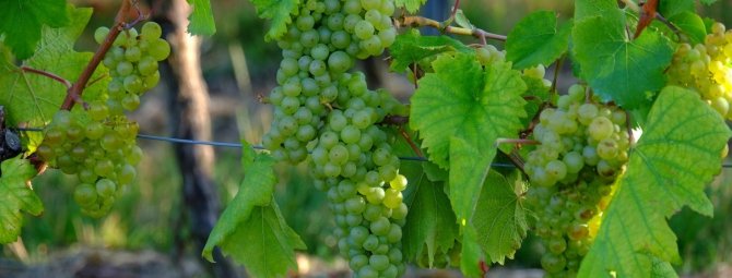 Подвязка винограда — способы, сроки и другие особенности