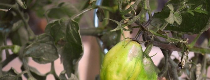 Соседка протыкает стебли томатов проволокой: научила и меня своему методу борьбы с фитофторозом