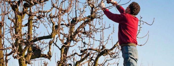 Сроки обрезки груши: как помочь дереву, а не погубить его