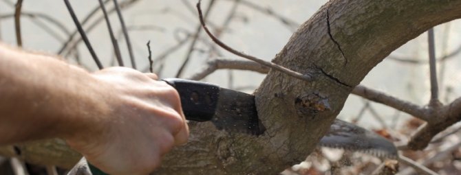 Нужно ли обрезать плодовые деревья зимой: за и против