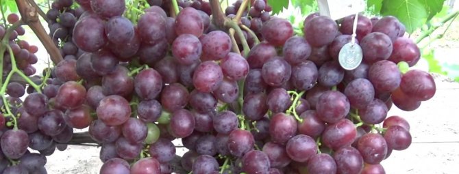 Виноград НиЗина – прекрасный вариант любительского сорта для новичков