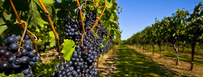 Как правильно посадить и вырастить виноград в средней полосе России