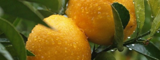 Как пересадить лимонное дерево в домашних условиях