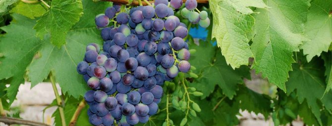 Виноград Муромец — чем известен и какие особенности нужно учесть при выращивании