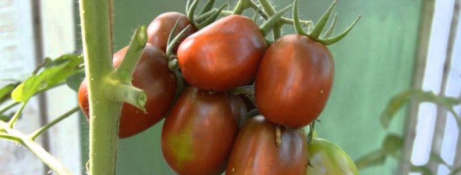 Чёрный Мавр: помидор оригинальной раскраски и прекрасного вкуса