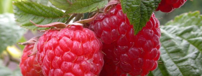 Малина Геракл — замечательная целебная ремонтантная ягода