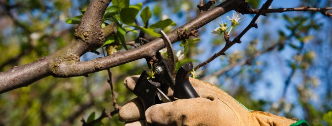 Обрезка вишни: основные правила и особенности обработки разных видов