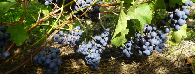 Виноград Агат Донской: как вырастить хороший урожай