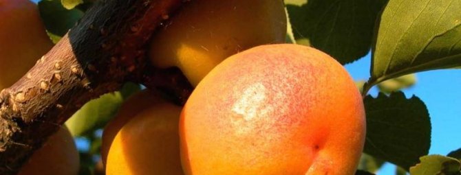 Фаворит — лучший абрикос для Подмосковья
