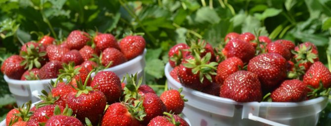 «Скорая помощь» и профилактика для клубники: как получить здоровую ягоду