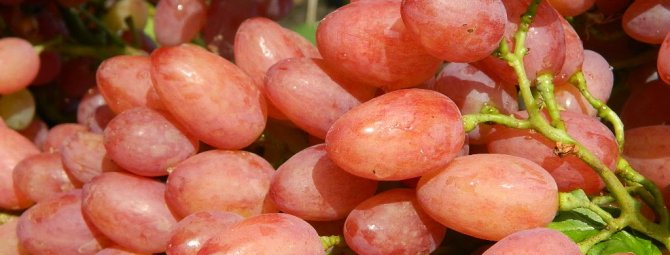 Сорт винограда Ливия фото и описание