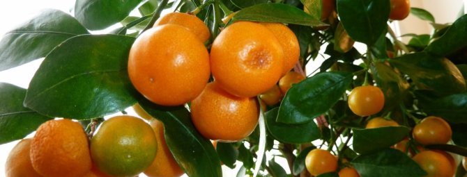 Апельсин дома или как вырастить комнатное солнышко