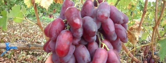 Ризамат — сладкий гость из Узбекистана!