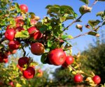 Посадка яблони осенью: полное руководство новичку