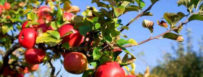 Осенняя посадка яблонь сроки