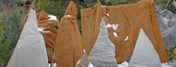 Зимняя спячка хвойников: как уберечь растения от мороза