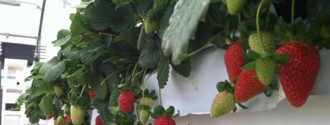 Голландская технология выращивания клубники для начинающих