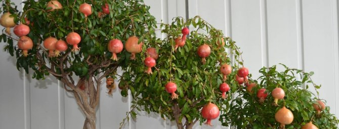 Экзотические фрукты в домашних условиях: как вырастить гранат из косточки