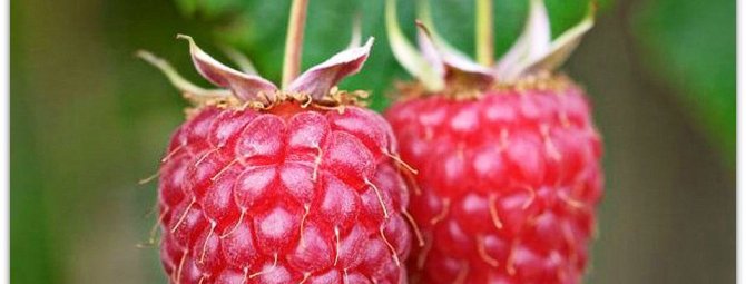Сорт малина Феномен — феноменально вкусные ягоды в вашем саду