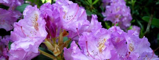 Обзор самых красивых видов цветущих рододендронов для сада