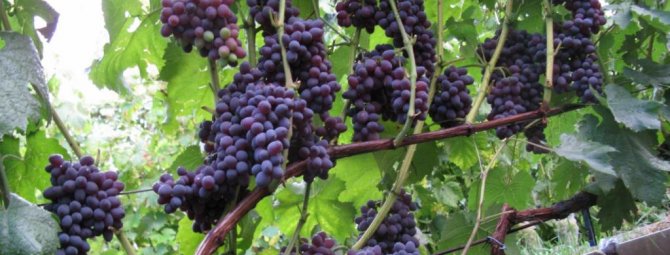 Виноград Юпитер: описание сорта, фото и отзывы садоводов