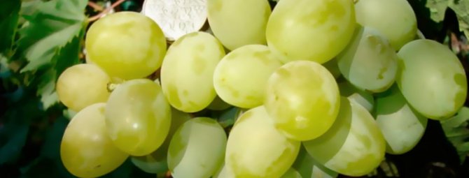 Сорт винограда подарок запорожья фото и описание