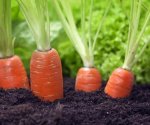 11 культурных растений, которые можно посадить у себя на даче под зиму