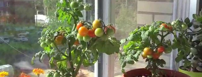 Томат Балконное чудо — получаем помидоры не выходя из дома!