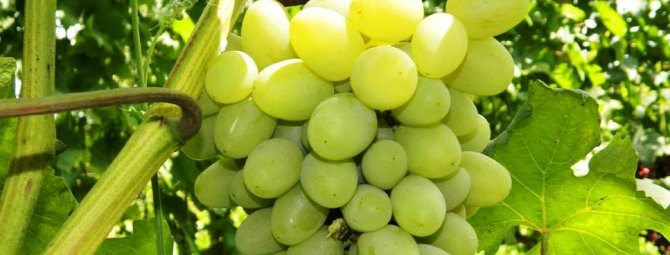 Галахад: популярный российский сорт винограда