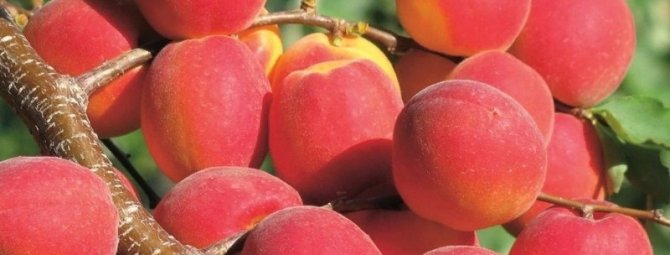 Сладкое диво: 5 сортов абрикоса с необычными черными и розовыми плодами
