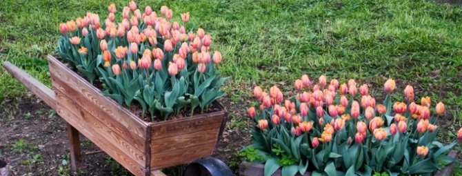 Можно ли сажать тюльпаны весной: в грунт, когда посадить, как правильно посадить