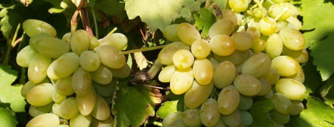 Виноград Тимур: описание сорта с характеристикой и отзывами