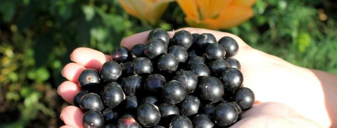 Чёрная смородина Лентяй: позднеспелый сорт с крупными сладкими ягодами