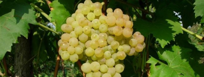 Кишмиш 342 (Венгерский) — беспроблемный диетический сорт