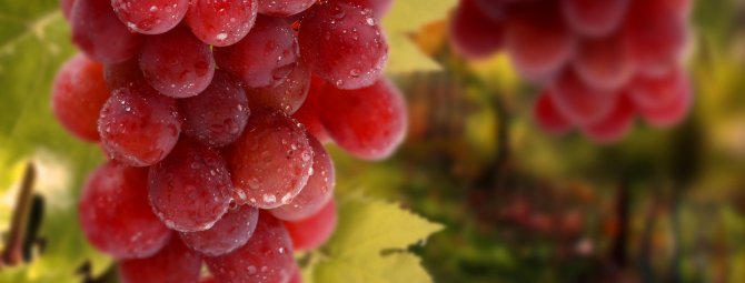 Лучшие столовые сорта винограда: описания, вкусовые качества и характеристики