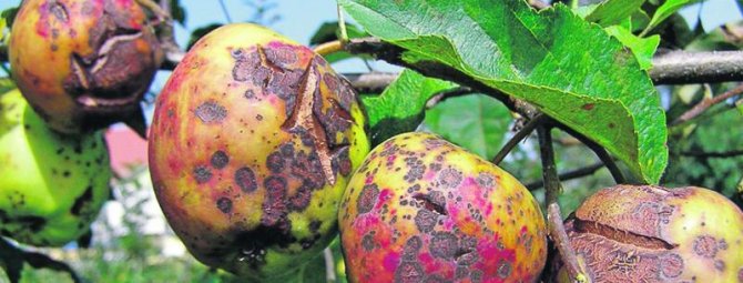 Болезни и вредители яблонь: причины и борьба