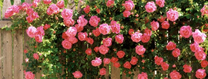 Плетистые розы: правильная посадка и уход + секреты обрезки и размножения
