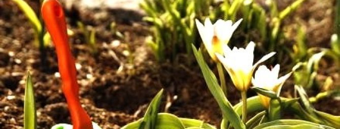 Лучшие луковичные цветы-многолетники: подборка сортов + идеи для композиций