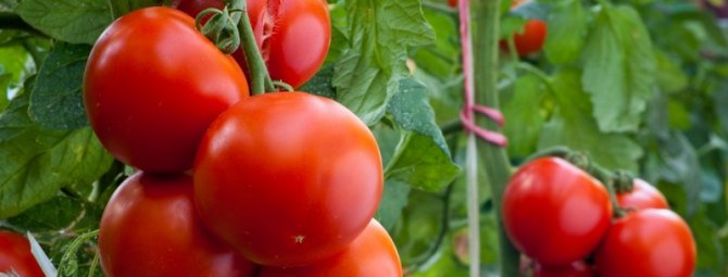 Энерго — томаты с крупными плодами, а не ботвой!