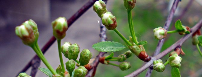 Обработка и профилактика вишни – путь к здоровью дерева