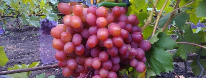 Виноград сорта Анюта – шедевр любительской селекции