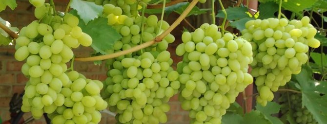 Виноград Ландыш — новый сорт с отличным вкусом. Основные характеристики, преимущества и недостатки сорта