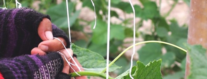 Огурцы в открытом грунте: зачем и как правильно подвязать