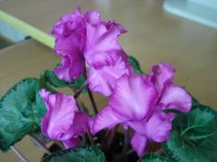 Цикламен Кайл