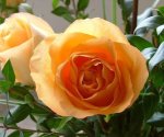 5 растений, которые можно использовать для приготовления домашних ликеров