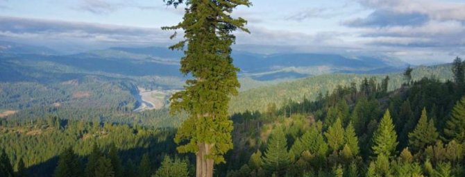 ТОП-5 самых высоких деревьев в мире