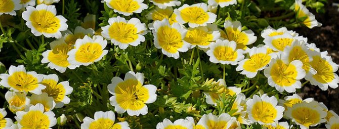 Лимнантес – цветок-яичница в вашем саду